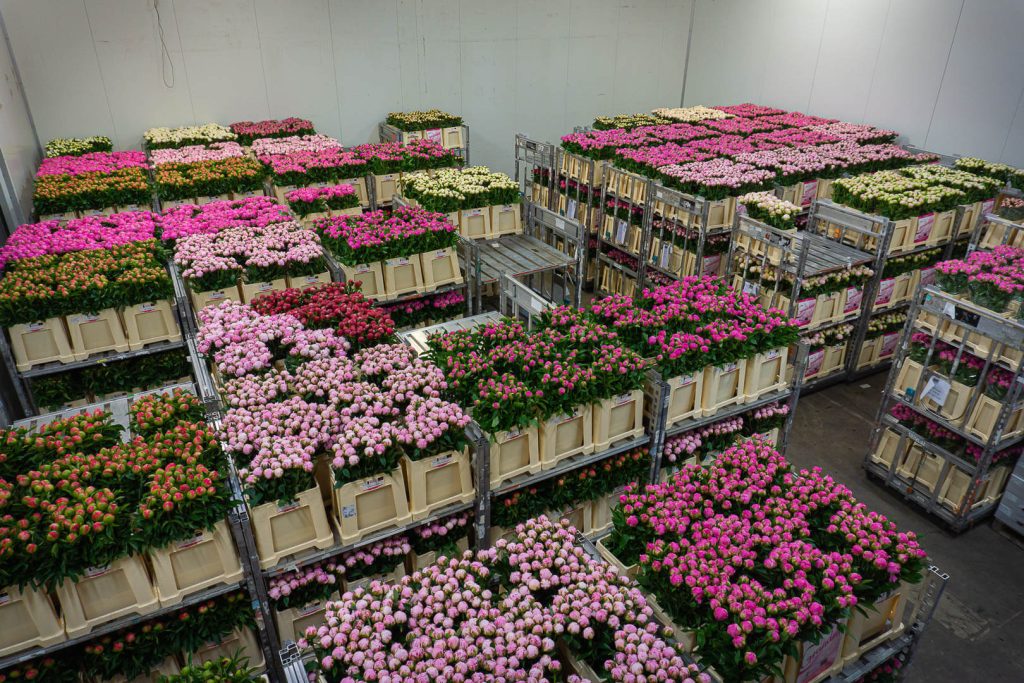 Bulk Peonies: The Ultimate Guide to Buying Large Quantities for Events and Business